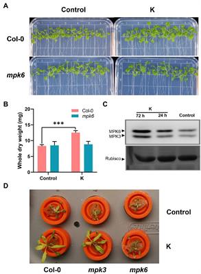 Mucilaginibacter sp. K Improves Growth and Induces Salt Tolerance in Nonhost Plants via Multilevel Mechanisms